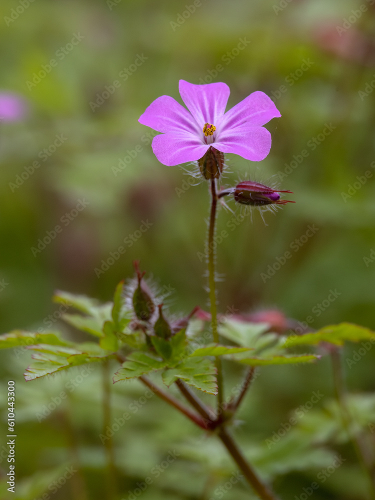 Closeup of single flower of herb robert (Geranium robertianum) in a garden in Spring Closeup of single flower of herb robert (Geranium robertianum) in a garden in Spring