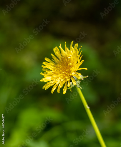flowering dandelion with stem and free space