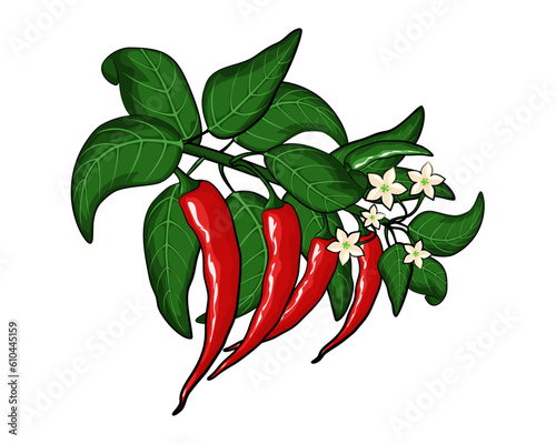 Chili peppers on a branch. Vector illustration. Vegetable artistic style object.