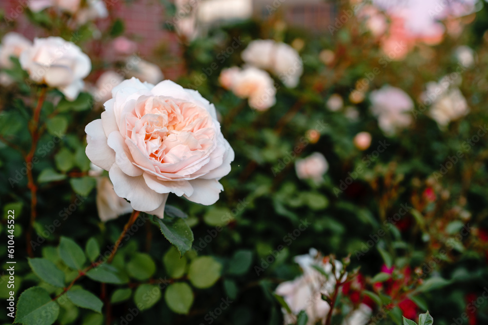 Beautiful, fragrant peach colored roses blooming in a summer garden. copy space Beautiful, fragrant peach colored roses blooming in a summer garden. copy space
