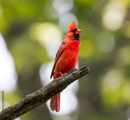 Cardinal © Kelly