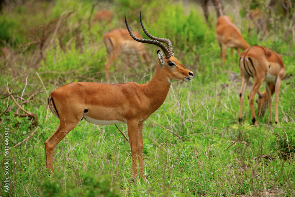 Grant's gazelle male buck closeup in national park Tanzania Africa