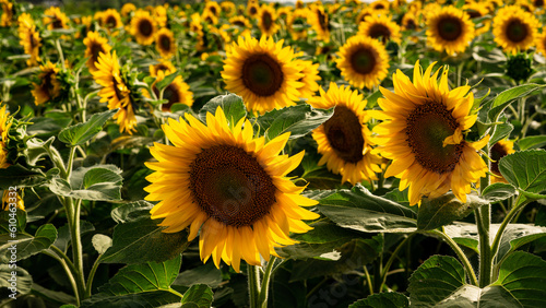 Sunflower growing in a field of sunflowers during a nice sunny summer day. 