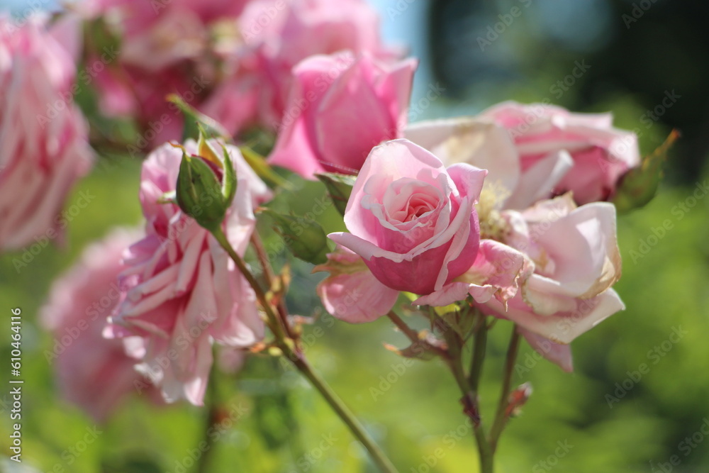 Pink roses Flower Pink roses Flower