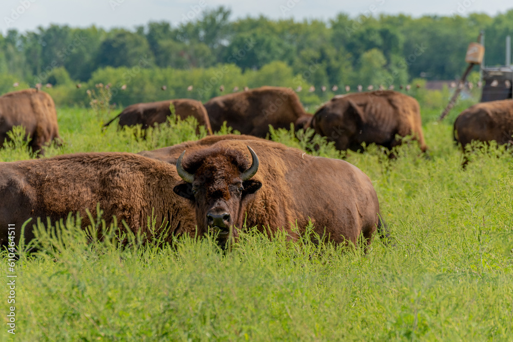 Bison Or Buffalo Resting In The Pasture In Summer Bison Or Buffalo Resting In The Pasture In Summer