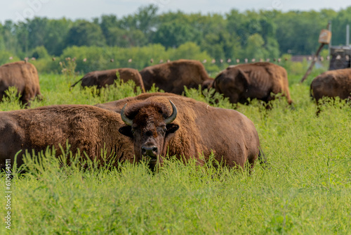 Bison Or Buffalo Resting In The Pasture In Summer