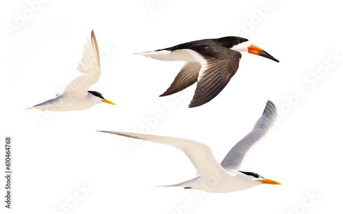 Photography Florida seabirds all photographed and cropped by me on a transparent background