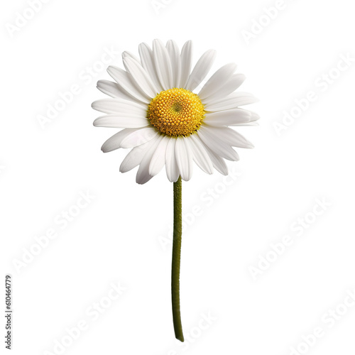 white daisy flower isolated, generative ai