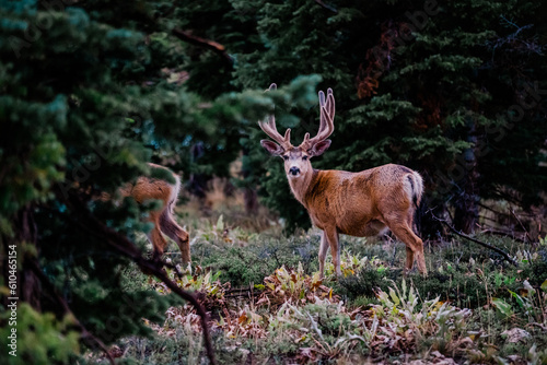 deer in the forest © Tyler