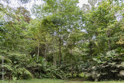 grass and trees in colombian jungle 