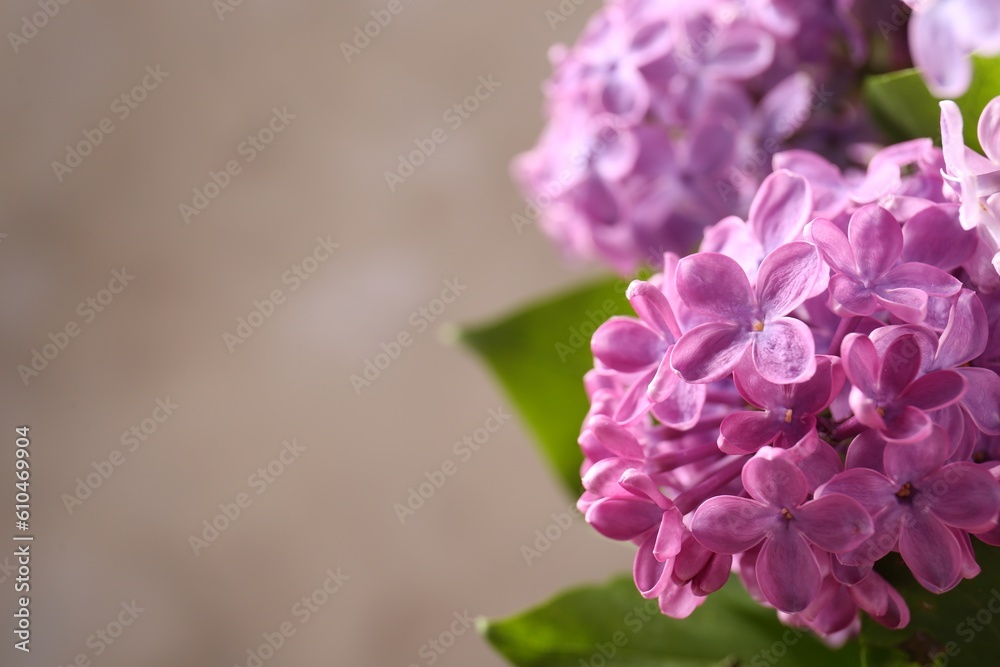 Beautiful blooming lilac flowers against blurred background, closeup. Space for text Beautiful blooming lilac flowers against blurred background, closeup. Space for text