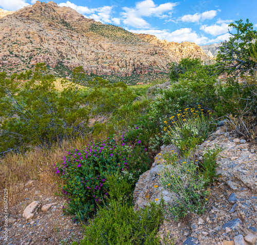 Wildflowers and The Rainbow Mountain Range on The Ice Box Canyon Trail, Red Rock Canyon National Conservation Area, Nevada, USA photo