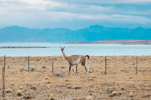 Patagonia Argentina Llama