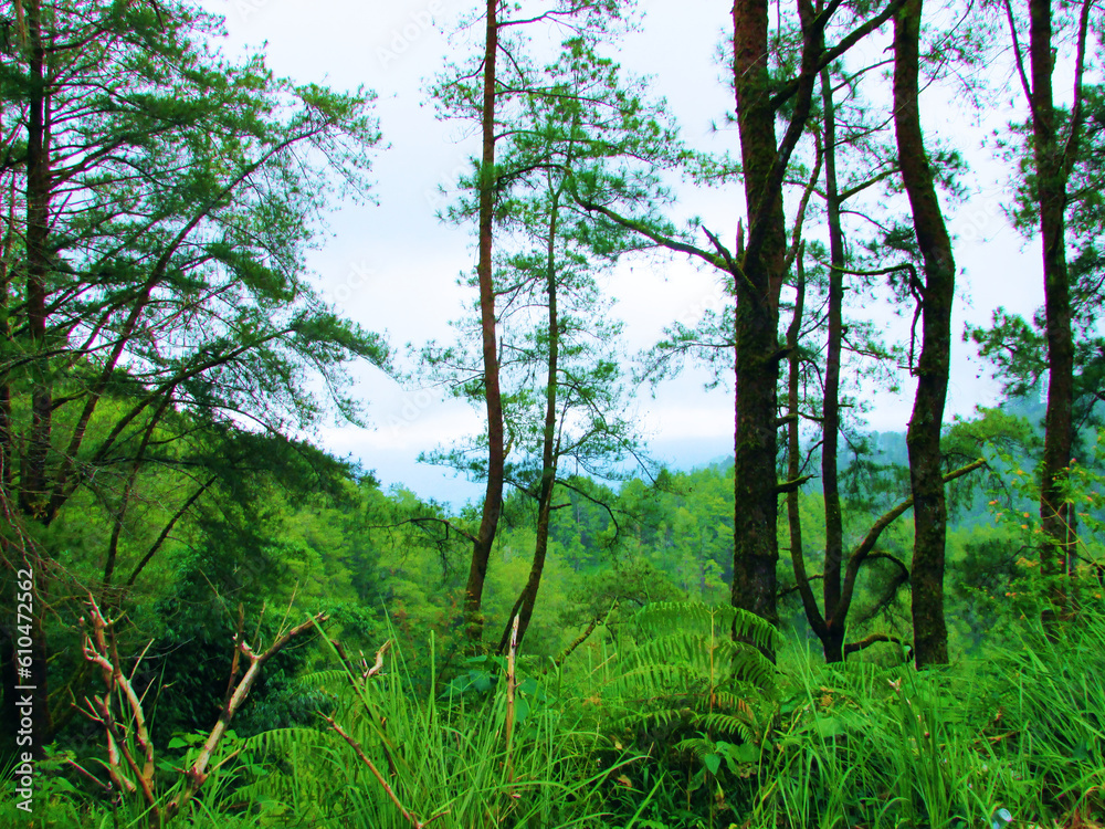 Trees in the forest Trees in the forest