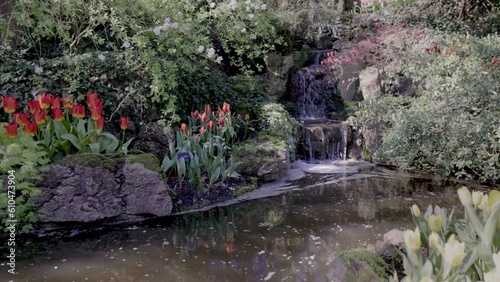 a small waterfall and tulips at kuekenhof gardens near amsterdam, netherlands photo