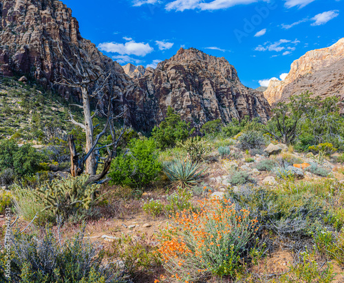 Wildflowers and The Rainbow Mountain Range on The Ice Box Canyon Trail, Red Rock Canyon National Conservation Area, Nevada, USA photo