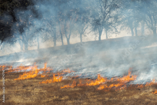 Flames burn down a hillside of grasses in front of a row of oak trees