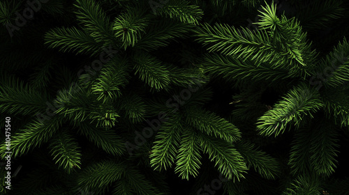 green fir branches  background