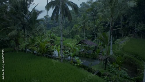Ubud paddy fields filmed with a Drone photo