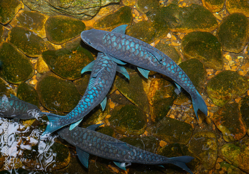 Schools of black fish have ...
