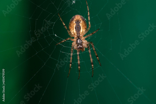 close macro photo of a spider on a web