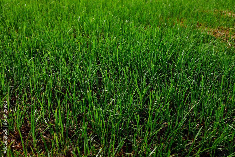 Full frame shot of grassy field Full frame shot of grassy field