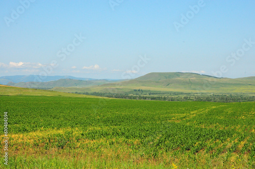 A huge field of young corn on the slopes of a hilly steppe on a warm summer day.