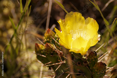 Cactus o cardón Nativo de la montaña. Flora autóctona de la cordillera de los Andes.Crecen a más de mil metrosde altura, Mendoza Argentina photo