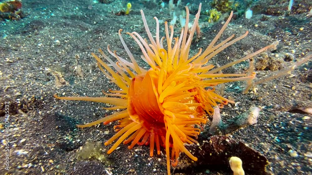 Hirases fileclam moves its tentacles on seabed which is made up of dark ...