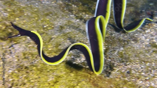 Juvenile ribbon eel outside of burrow performing wave-like movements of its long body that are reminiscent of the swinging of ribbons in rhythmic gymnastics. Medium shot showing front part. photo