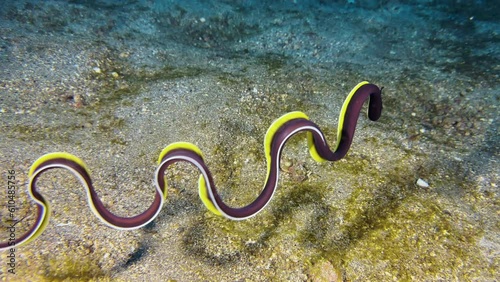 Juvenile ribbon eel outside of burrow performing wave-like movements of its long body that are reminiscent of the swinging of ribbons in rhythmic gymnastics. Changing directions twice. photo
