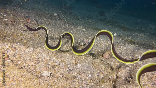 Juvenile ribbon eel outside of burrow performing wave-like movements of its long body that are reminiscent of the swinging of ribbons in rhythmic gymnastics. Long shot, camera slightly zooms in photo