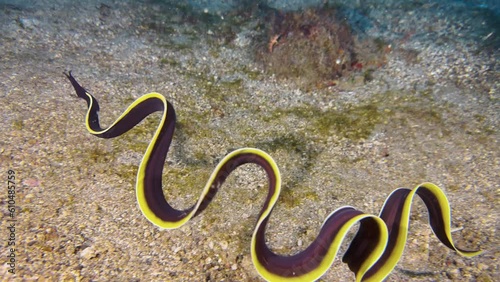 Juvenile ribbon eel outside of burrow  performing wave-like movements of its long body that are reminiscent of the swinging of ribbons in rhythmic gymnastics. Blackish color with yellow stripe on top. photo