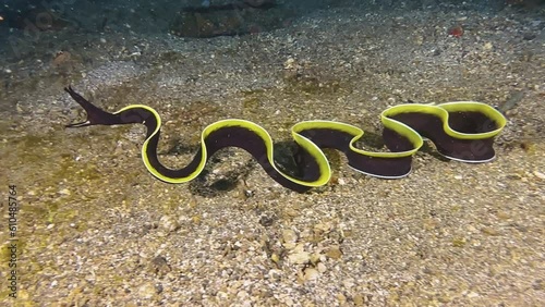 Juvenile ribbon eel outside of burrow.  Performs wave-like movements that are reminiscent of the swinging of ribbon in rhythmic gymnastics. Moray searching for food in crevices. photo