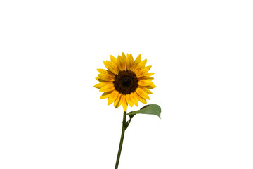 Isolated image of sunflower on transparent background png file.