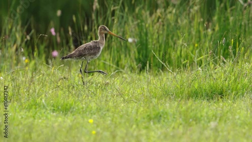 Black-tailed godwit Limosa limosa walks in grassy wetland foraging photo