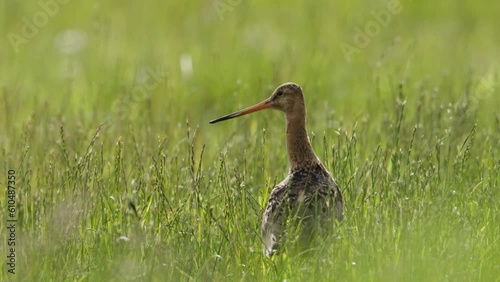 Black-tailed godwit grutto stands in tall swaying grass and ruffles feathers photo