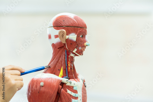 Fotografia Physiotherapist explaining muscle injury to athlete