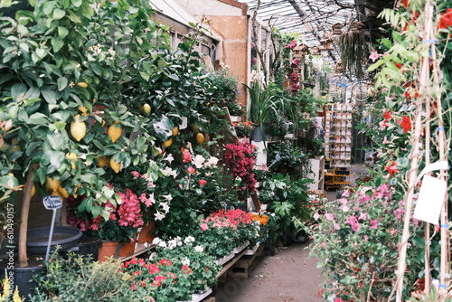 flowers in the garden