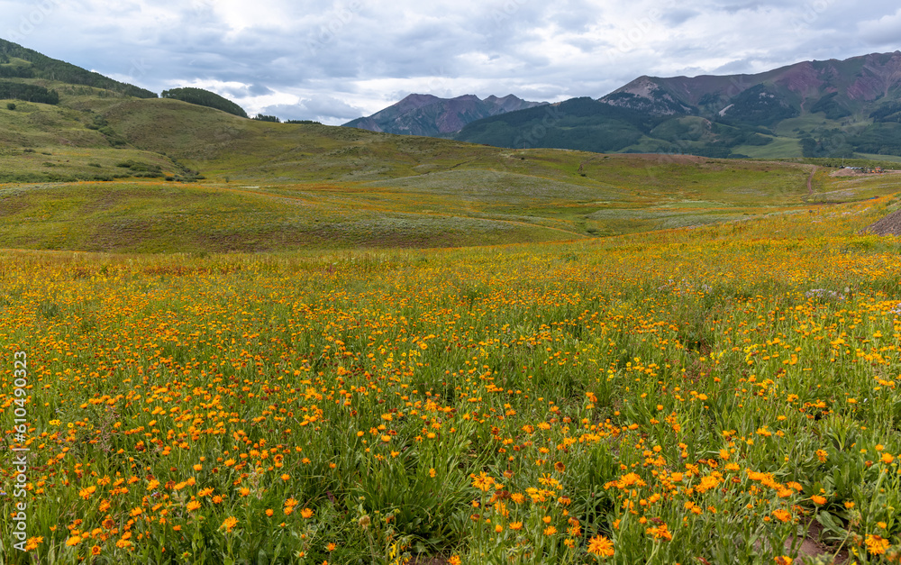 Beautiful wildflower meadow in Crested Butte, Colorado Beautiful wildflower meadow in Crested Butte, Colorado