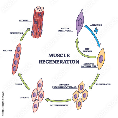 Muscle regeneration with microbiological division stages outline diagram. Labeled anatomical steps with activation, proliferation, differentiation, fusion and maturation phases vector illustration. photo