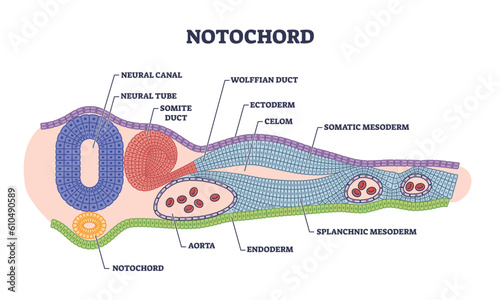 Notochord as cartilaginous skeletal rod with structure outline diagram. Labeled educational biology scheme with inner parts of chordate organism development stage formation vector illustration.