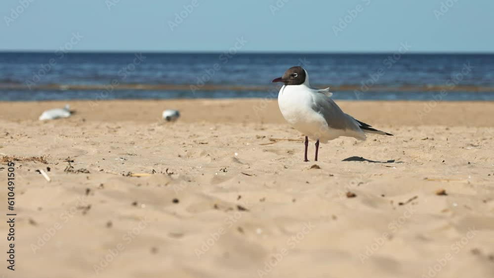 Black headed gull at the beach Black headed gull at the beach
