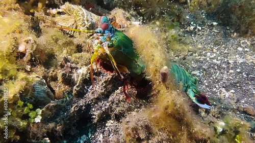 Male peacock mantis shrimp scurries between coral and algae. Carapace hast bright greenish color. photo