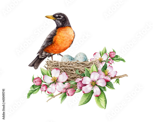American robin on the nest with tender spring flowers decor. Watercolor illustration. Realistic spring nature hand drawn element. Forest and garden robin bird bird with egg laying in the nest
