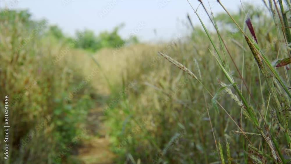 close view of a soft path winding through the middle of Green Meadows adorned with lush vegetation, inviting you to explore the natural beauty of the surroundings. close view of a soft path winding through the middle of Green Meadows adorned with lush vegetation, inviting you to explore the natural beauty of the surroundings.
