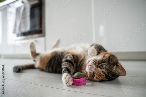 Playful cat having fun with catnip ball toy. Furry pets favourite pastime. Fluffy multicolour kitty wrinkles muzzle with pleasure lying on kitchen floor. Love house animals. Best for pets.
