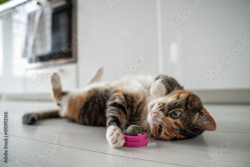 Playful cat having fun with catnip ball toy. Furry pets favourite pastime. Fluffy multicolour kitty wrinkles muzzle with pleasure lying on kitchen floor. Love house animals. Best for pets. photo