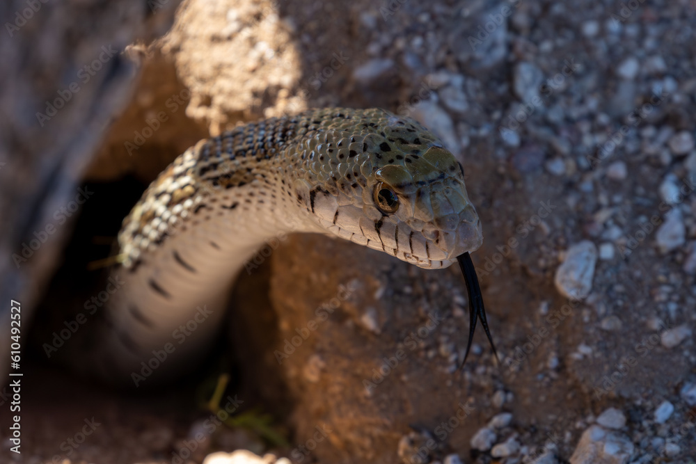 Naklejka premium A sinister looking, Sonoran gopher snake, Pituophis catenifer affinis, slithering out of a round-tailed ground squirrel burrow, tongue out, while on the hunt in the Sonoran Desert. Tucson, Arizona.