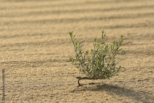 Plants in the desert. Survival of plants in dry habitats. Environmental problems of expanding deserts. photo